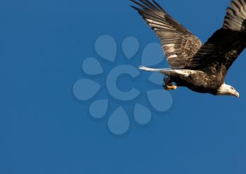 Bald Eagle in flight Hecla Island Manitoba