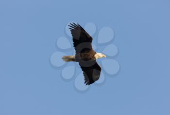 Bald Eagle in flight Hecla Island Manitoba