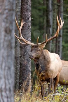 Bull Elk Saskatchewan Canada