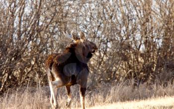 Young Bull Moose in prairie field