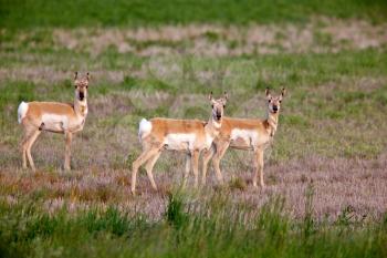 Pronghorn antelopes in field