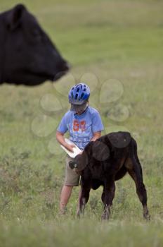 Boy feeding calf