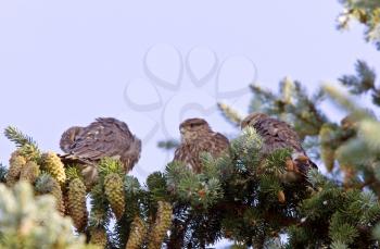 Hawk fledlings in pine tree