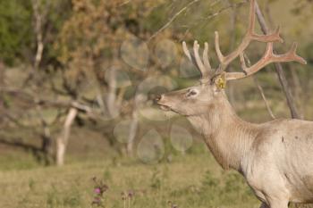 Male elk in field