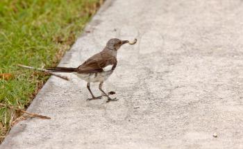 Bird on Sarasota sidewalk