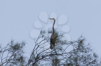 Great Blue Heron perched in Florida tree