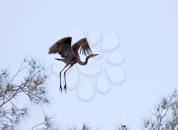 Great Blue Heron landing in Florida tree