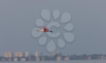 Rosette Spoonbill flying over Florida waters