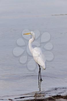 Great White Egret wading in Florida waters