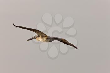 Brown Pelican flying over Florida waters