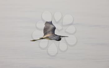 Great Blue Heron flying over Florida waters