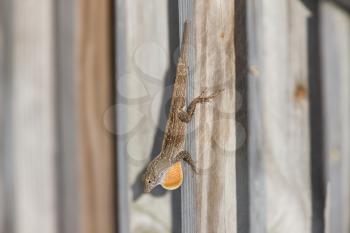 Lizard on Florida fence