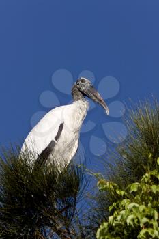 Wood Stork perched in Florida tree