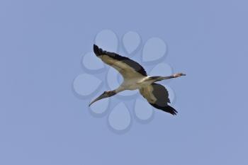 Wood Stork flying over Florida