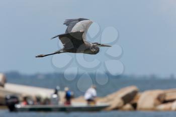 Great Blue Heron in flight along Florida coast