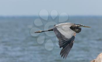 Great Blue Heron in flight along Florida coast