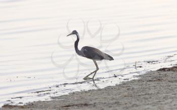 Great Blue Heron wading in Florida waters
