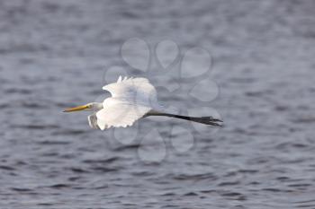 Great White Egret flying over Florida waters