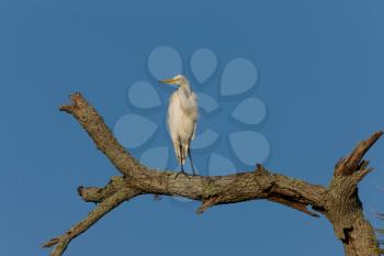 Great White Egret perched in Florida tree