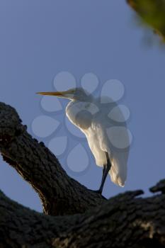 Great White Egret perched in Florida tree