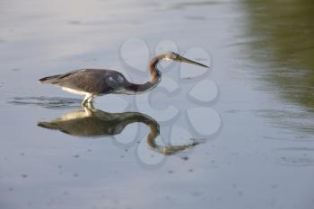 Great Blue Heron and its reflection in Florida waters