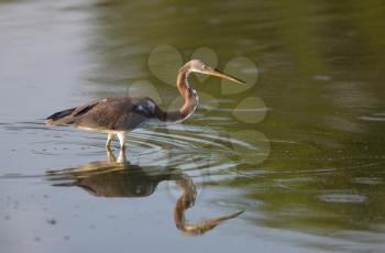 Great Blue Heron and its reflection in Florida waters