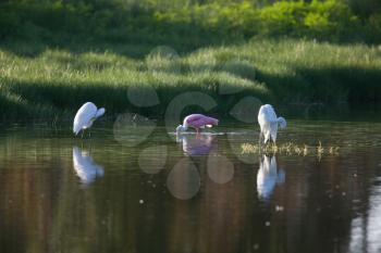 Wood Storks feeding in Florida waters