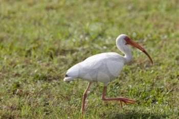 Wood Stork found in Florida