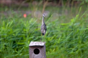 Little Blue Heron on birdhouse