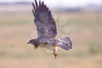 Hawk taking flight