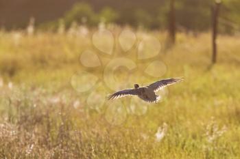 Sharp tailed Grouse flying along fence