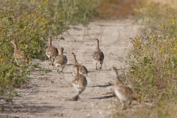 Sharp tailed Grouse family along path