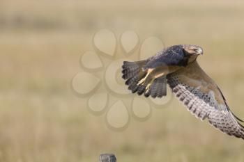 Hawk taking flight from fence post