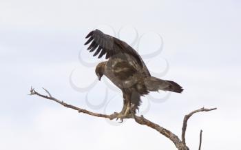 Golden Eagle on tree branch