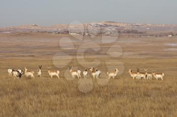 South Dakota Badlands Antelope