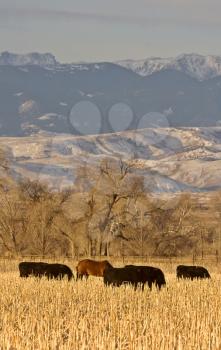 Cattle Grazing at Sunset Wyoming