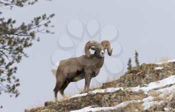Yellowstone Park Wyoming Winter Snow Big Horn Sheep