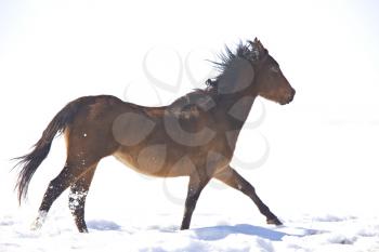Horses running in Winter Canada
