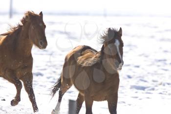 Horses running in Winter Canada