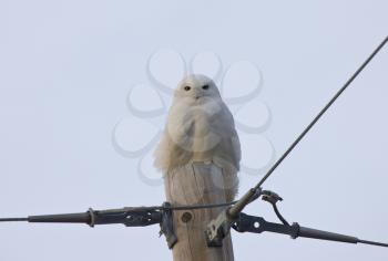 Snowy Owl Saskatchewan Canada