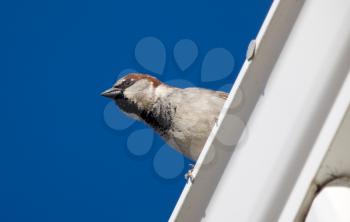 House Sparrow on Roof Canada