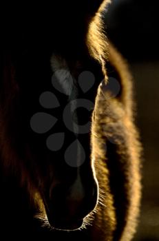 Sunset Horse Silhouette Canada