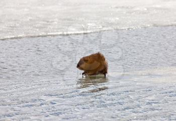 Muskrat on Ice Canada Winter