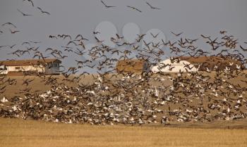 Snow Geese And Whie Fronted Geese Canada in Flight