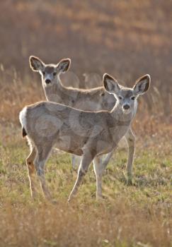 Mule Deer Saskatchewan Prairie Canada