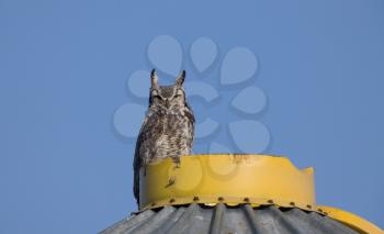 Great Horned Owl on Granary Saskatchewan