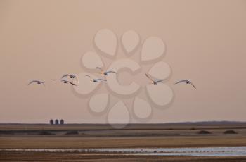 Swans in Flight over the Prairies Canada