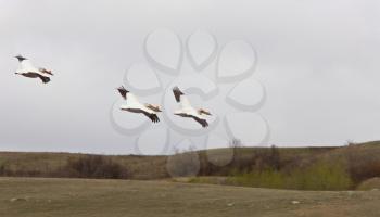 American Pelicans i n Flight white Canada