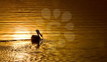 American White Pelicans in Canada sunset gold