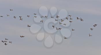 Flock of Red Headed Ducks in flight